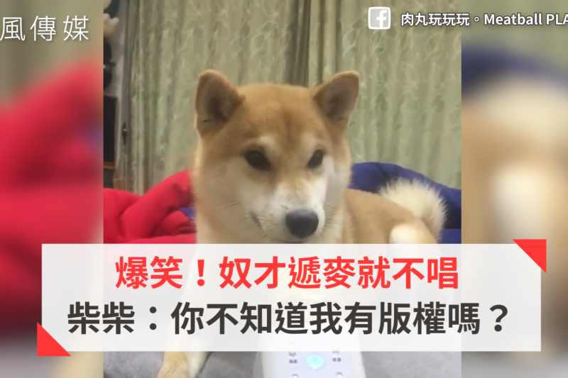 聲控柴犬?跟著主人高歌,給麥克風卻死也不唱,說不定狗狗的內心是這樣想的…