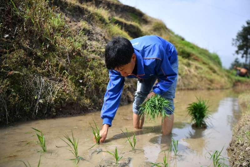 農民在湖南省婁底市新化縣紫鵲界梯田進行插秧作業。(新華社) 農民在湖南省婁底市新化縣紫鵲界梯田進行插秧作業。(新華社)