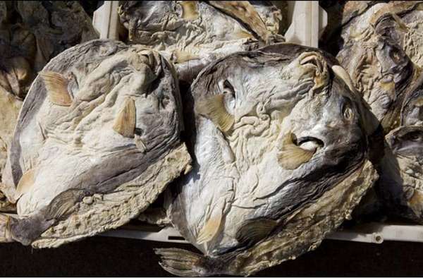 烏狼鯗(河豚魚乾)。(圖/澎湃新聞提供) 烏狼鯗(河豚魚乾)。(圖/澎湃新聞提供)