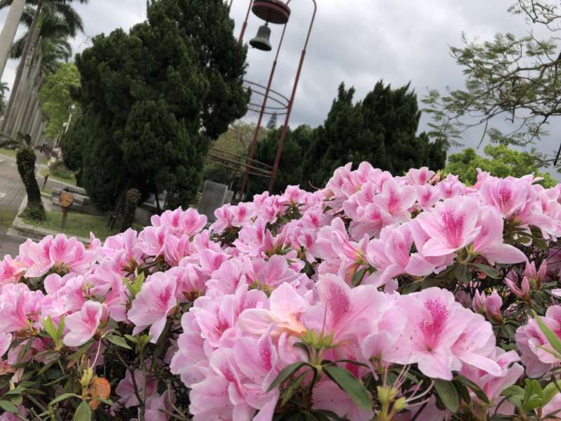 台大、台灣大學、椰林大道、杜鵑花、傅鐘。(呂紹煒攝) 台大、台灣大學、椰林大道、杜鵑花、傅鐘。(呂紹煒攝)