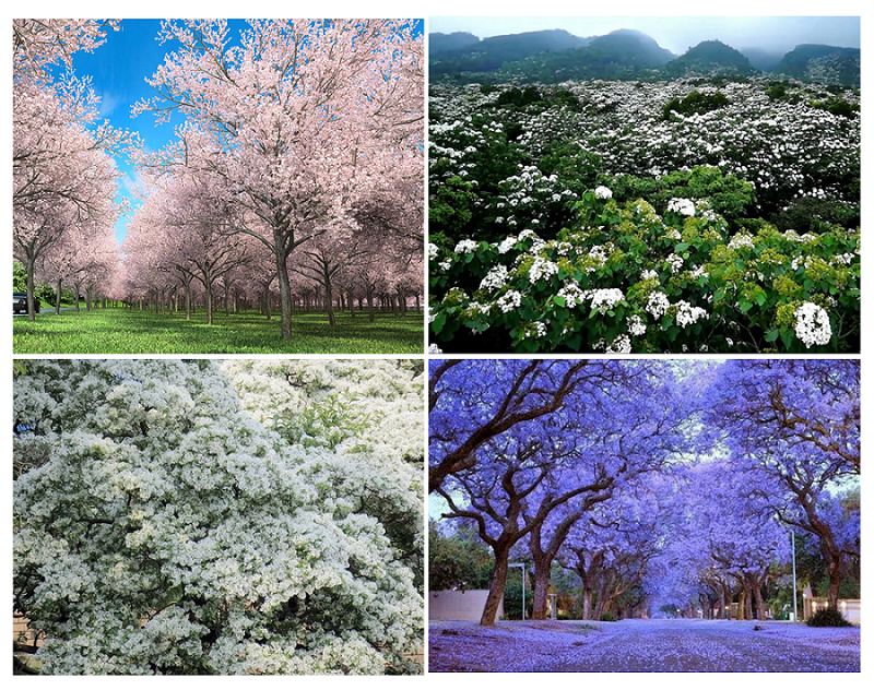 光之系列以新北市三芝-櫻花、桃園富岡-油桐花、台中寶山-流蘇以及高雄藍花楹作為主題植栽,營造綠意充沛、親近自然的建築環境。(此為3D示意圖,請以實品為主。) 光之系列以新北市三芝-櫻花、桃園富岡-油桐花、台中寶山-流蘇以及高雄藍花楹作為主題植栽,營造綠意充沛、親近自然的建築環境。(此為3D示意圖,請以實品為主。)