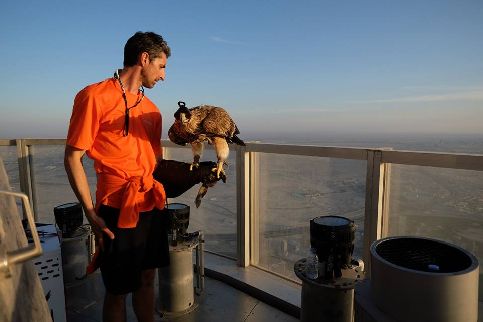 獵鷹「達爾山」（Darshan）14日登上阿拉伯聯合大公國杜拜（Dubai）的哈里發塔（Burj Khalifa），從829.8公尺的高處展翅，向站在地面的訓練師俯衝。