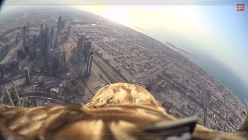 獵鷹「達爾山」（Darshan）