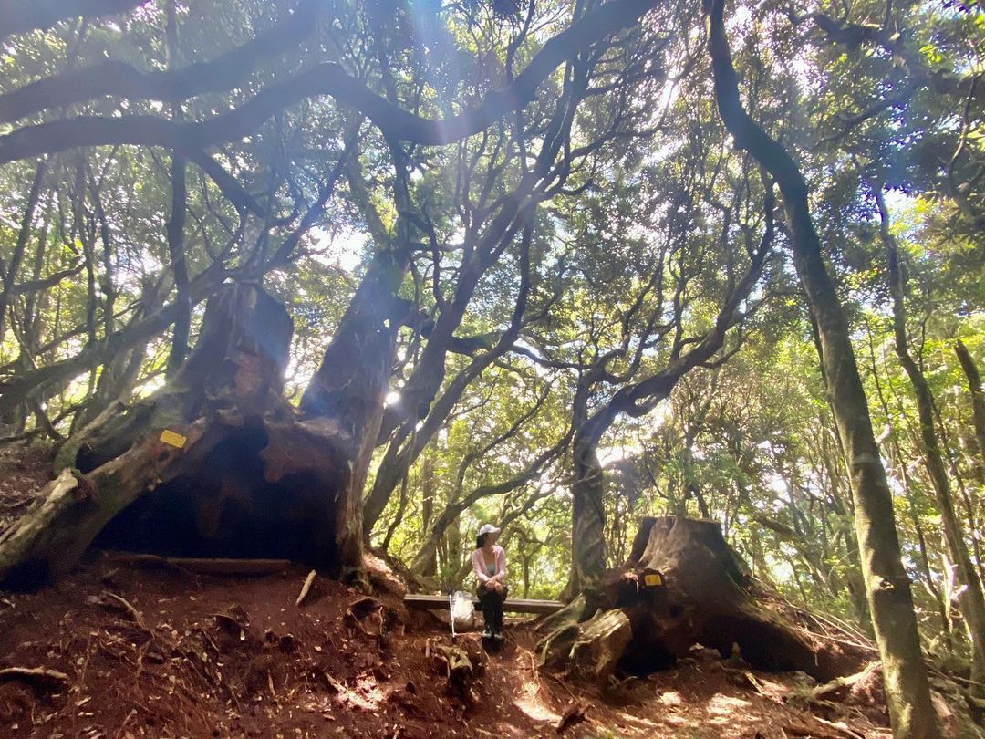 塔曼山登山步道沿途景色。 (圖/mamalala, Instagram) 塔曼山登山步道沿途景色。 (圖/mamalala, Instagram)