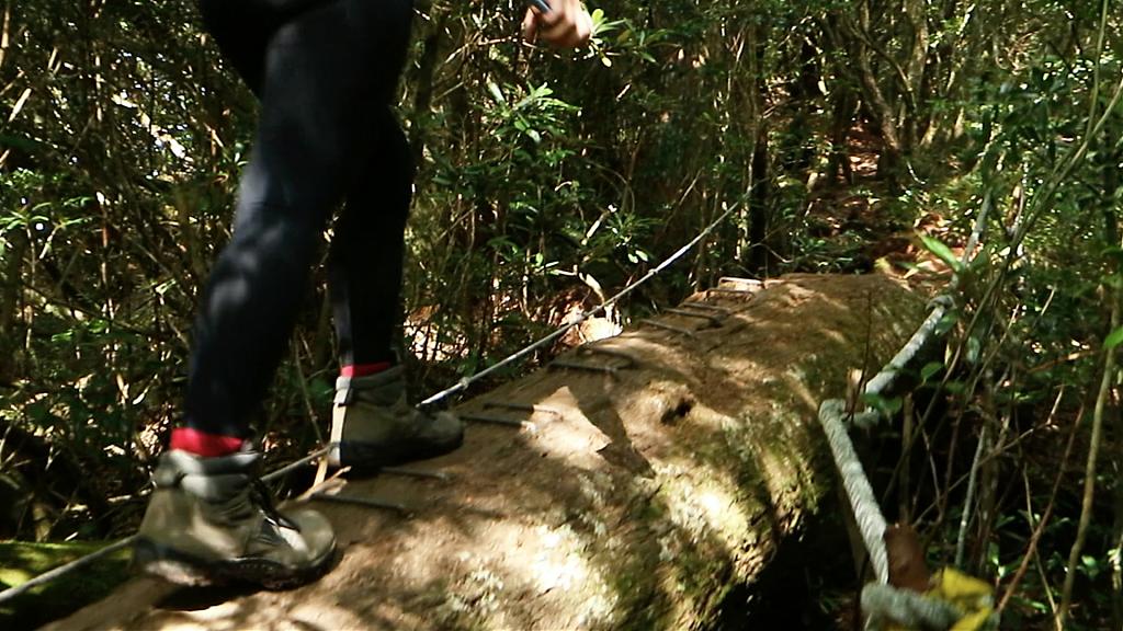 塔曼山魔幻森林步道。 (圖/Tripbaa趣吧!自由行專家) 塔曼山魔幻森林步道。 (圖/Tripbaa趣吧!自由行專家)
