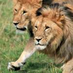 çœŸæ­£çš„è¬ç¸ä¹‹çŽ‹ï¼å‹•ç‰©åœ’ç…ç¾¤æŽ¥é€£ç¿¹å®¶ã€å¤§è¡—éŠè•©ï¼Œç•¶åœ°å±…æ°‘äººå¿ƒæƒ¶æƒ¶