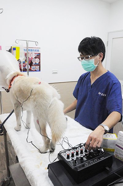 獸醫 獸醫
