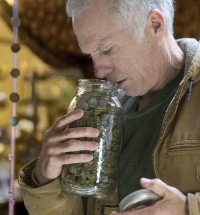 美國8州將在11月8日決定大麻是否部分合法化。(美聯社) 美國8州將在11月8日決定大麻是否部分合法化。(美聯社)