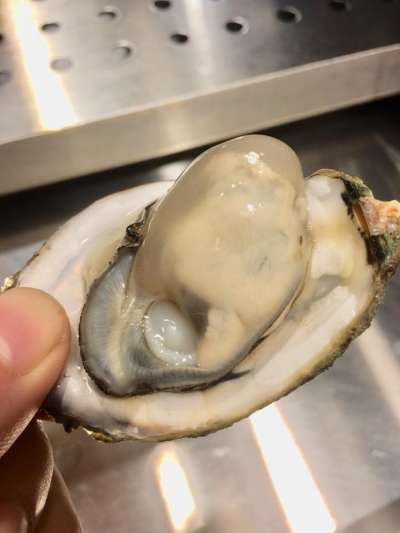 (圖/樹林興仁夜市-貝蛤蛤-海鮮專賣店f07f08@Facebook) (圖/樹林興仁夜市-貝蛤蛤-海鮮專賣店f07f08@Facebook)