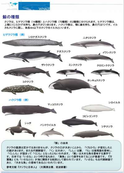 鯨類。(日本水產廳) 鯨類。(日本水產廳)