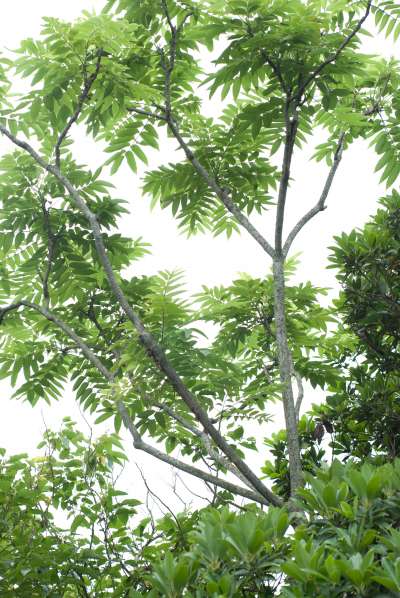 20200221-食茱萸,因布滿尖刺,鳥無法在其上棲息,故又名「鳥不踏」。(資料照,取自維基百科) 20200221-食茱萸,因布滿尖刺,鳥無法在其上棲息,故又名「鳥不踏」。(資料照,取自維基百科)