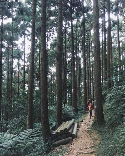 東眼山國家森林遊樂區中充滿仙氣的柳杉林。（圖／IG@capybara_camera）