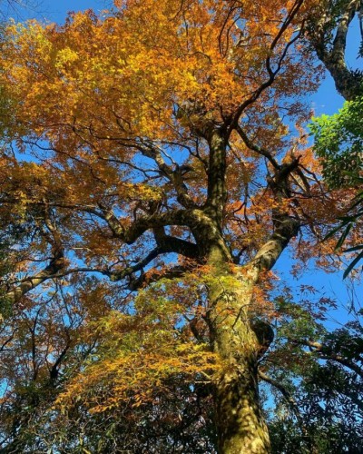 北德拉曼山步道-內鳥嘴山山毛櫸。(圖/Tripbaa趣吧提供)