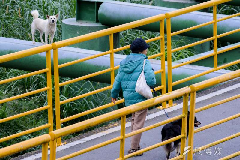 13.圖輯-流浪狗.流犬專題-景美溪畔步道上.流犬看著民眾牽著毛小孩.牠們曾經也是.(陳明仁攝)