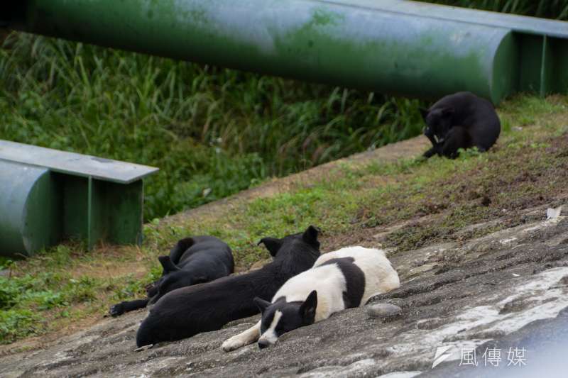 2.專題配圖-流犬專題-景美溪畔河堤上.流犬舒懶地沐浴在溫暖陽光下.(陳明仁攝)