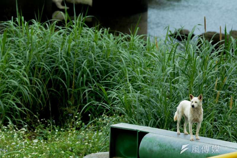 5.專題配圖-流犬專題-景美溪畔.流犬站在放流管上凝視周遭.尋找零撲殺元年之後的未來?(陳明仁攝)