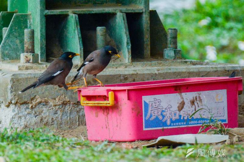 16.專題配圖-流犬專題-飼料置放盆內吃剩的.野鳥群趁隙吃得一乾二淨，倒也挺環保不浪費.(陳明仁攝)