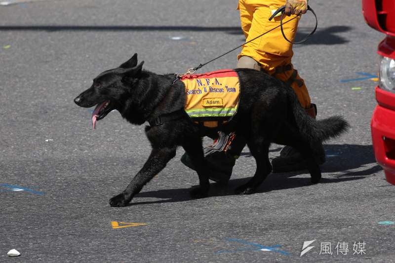 5隻搜救犬退役 竟湧入105人申請認養 徐國勇 連我家人都超哈牠們 風傳媒