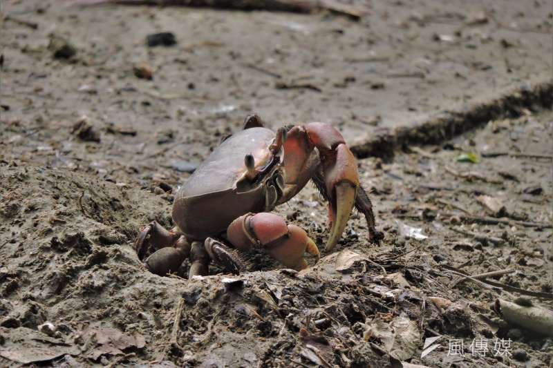 援中港濕地生物被春雷喚醒,陸蟹於泥灘地上活動。(圖/徐炳文攝) 援中港濕地生物被春雷喚醒,陸蟹於泥灘地上活動。(圖/徐炳文攝)