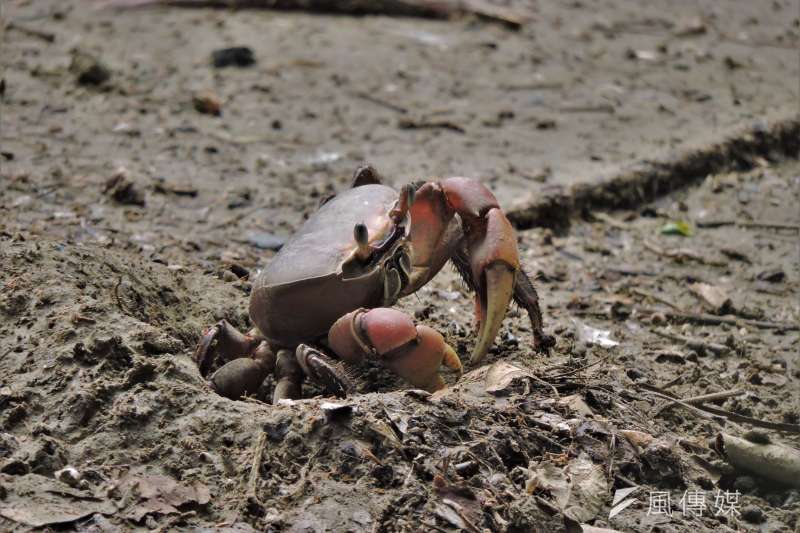 援中港濕地生物被春雷喚醒，陸蟹於泥灘地上活動。（圖／徐炳文攝）