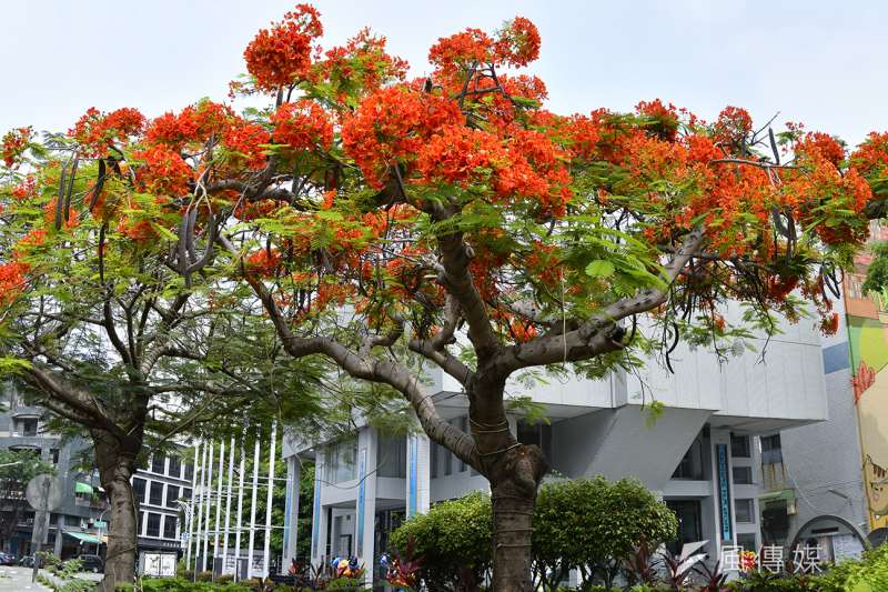 鳳凰花熱情如火高雄市區艷麗盛開 風傳媒