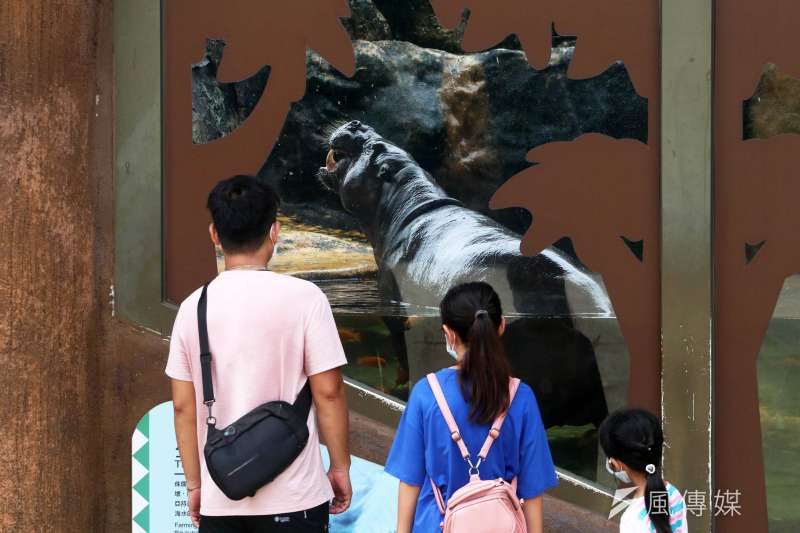 20210801-動物園內的侏儒河馬。(蘇仲泓攝) 20210801-動物園內的侏儒河馬。(蘇仲泓攝)