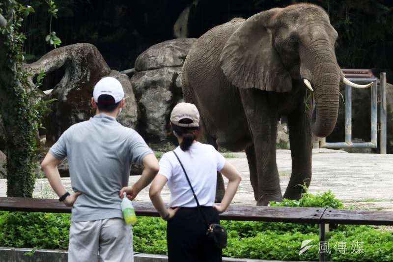 烏俄戰事未歇，砲火也波及烏克蘭動物園內的動物。而戰火中的動物們又該如何逃命，引發關注。圖為台北市立動物園內的非洲象。（資料照，蘇仲泓攝）