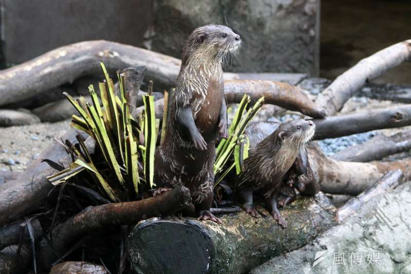 20210801-動物園內的小爪水獺。(蘇仲泓攝) 20210801-動物園內的小爪水獺。(蘇仲泓攝)