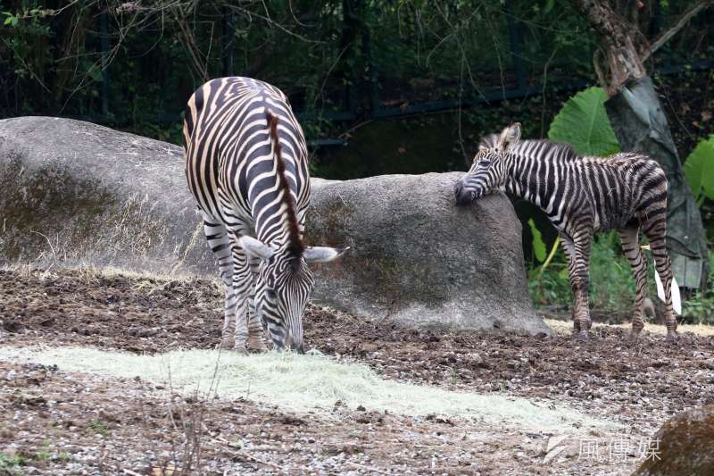 20210801-動物園內的查普曼斑馬與寶寶。(蘇仲泓攝) 20210801-動物園內的查普曼斑馬與寶寶。(蘇仲泓攝)