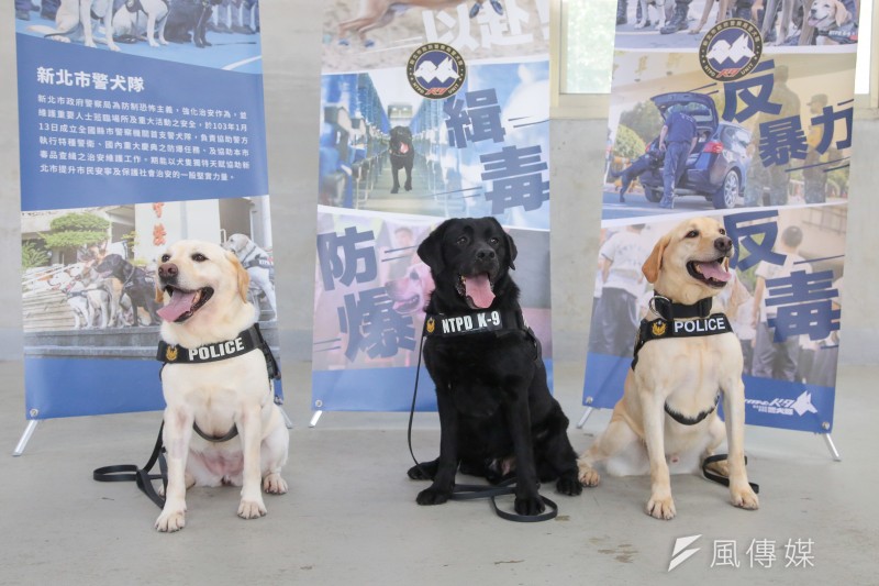 20220701-新北市警犬隊專訪，緝毒犬Yutu（右）、多多（左）。（顏麟宇攝）