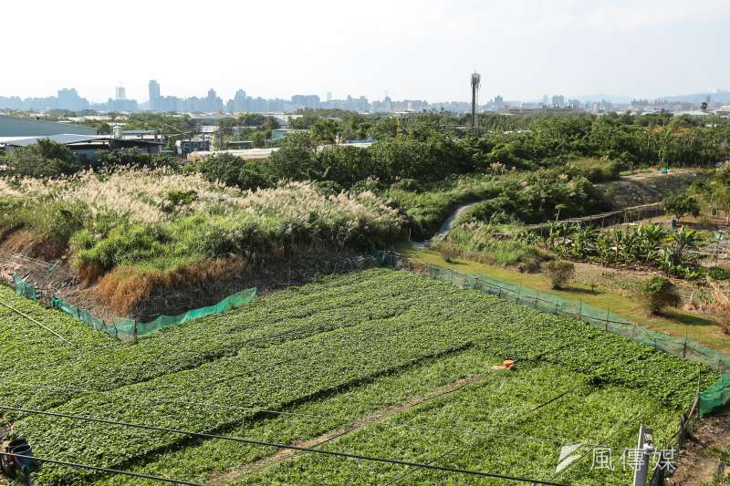 社子島農地。（顏麟宇攝）