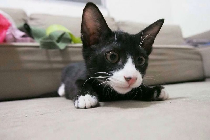 貓咪見人拔腿就跑怎麼辦 3招讓你成功擄獲喵星人的心 風傳媒