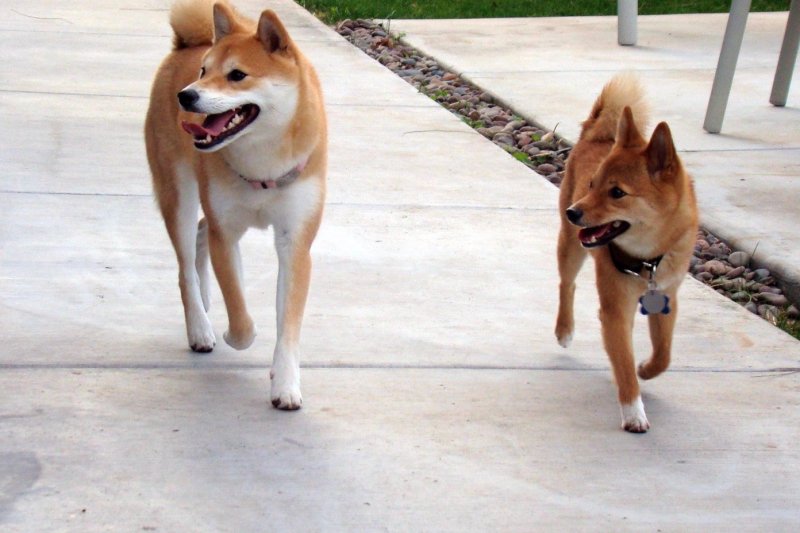 不同犬種對針頭的恐懼程度差異大，獸醫師認為其中以柴犬叫得最大聲。（Taro the Shiba Inu@flickr／CC BY 2.0）