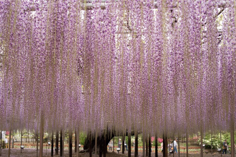 不需等到入夜點燈，白天的百年紫藤架就很有看頭。（圖/Takashi Hososhima@Flickr）