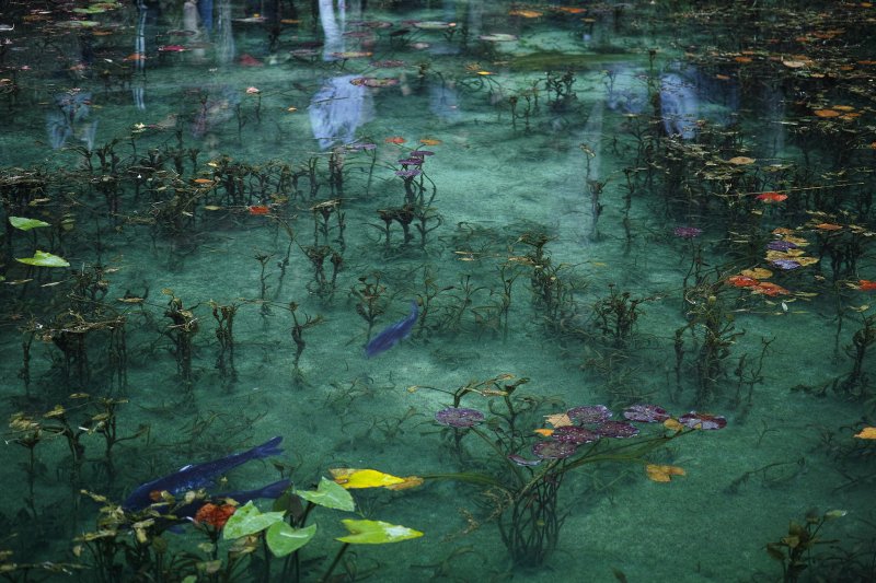 錦鯉與水草漂浮在清澈池水中，造就如畫的光景。（圖/sk virtual@Flickr）