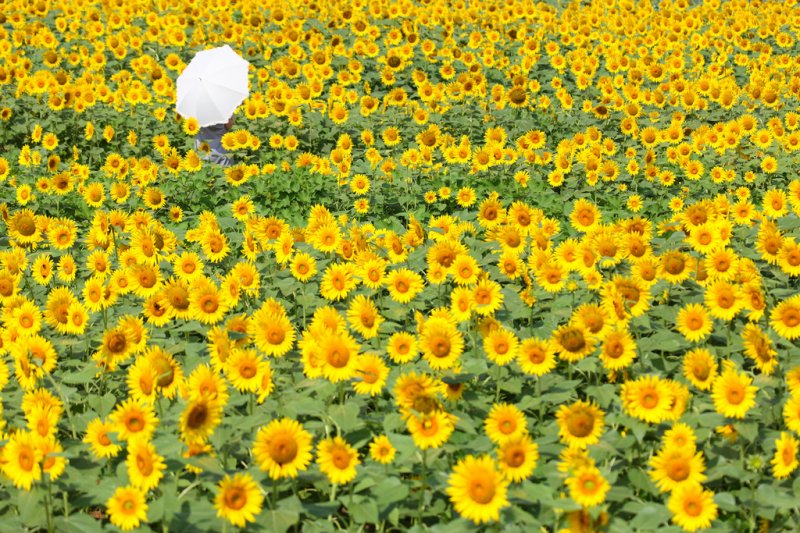 向日葵花海是夏季的風物詩。(圖/mrhayata@Flickr) 向日葵花海是夏季的風物詩。(圖/mrhayata@Flickr)