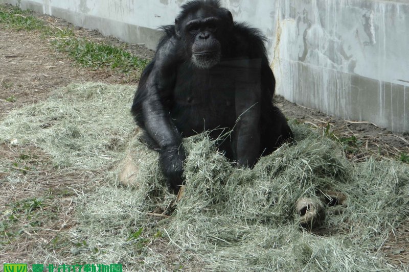 除了麻布袋外，也會加上乾草取暖。（取自台北市立動物園）