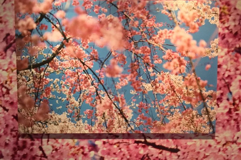 蜷川實花 蜷川實花