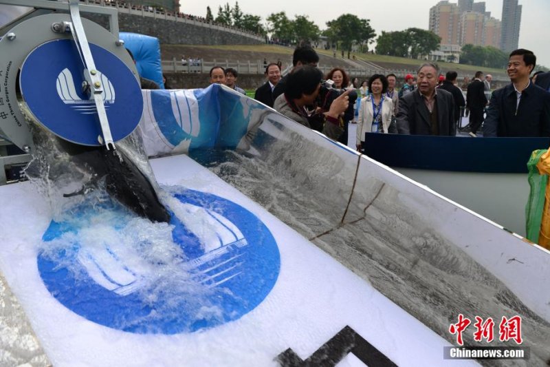 中華鱘放流活動。