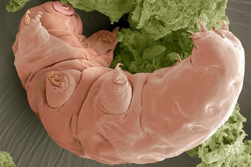 「緩步動物」(Tardigrades),俗稱「水熊蟲」(water bear)(取自網路) 「緩步動物」(Tardigrades),俗稱「水熊蟲」(water bear)(取自網路)