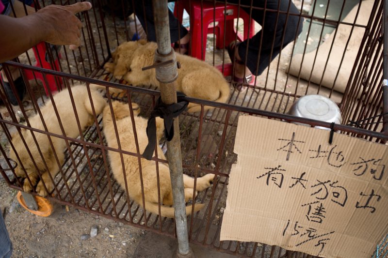 廣西玉林狗肉節（美聯社）