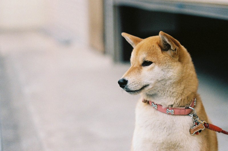 応答 沼地 塊 柴犬 天然 Houghtonpregnancy Org