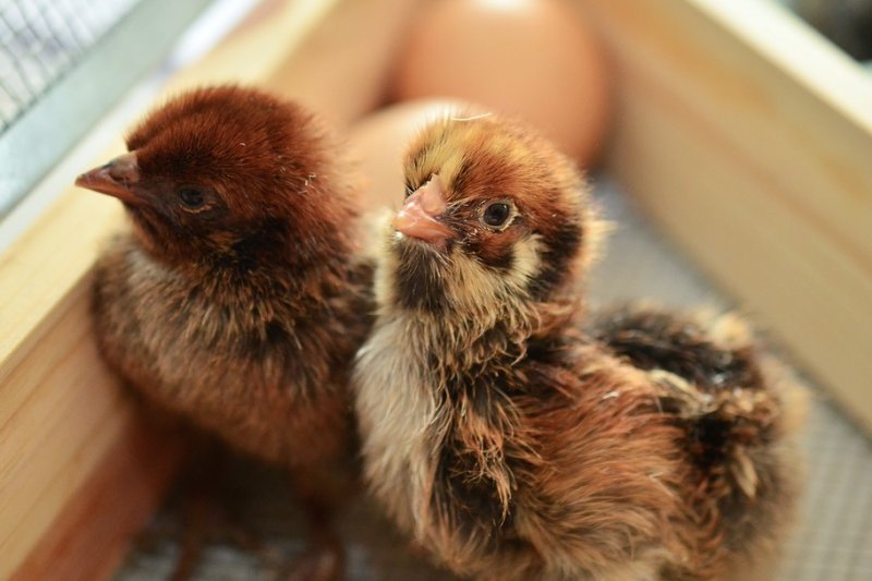 Re: [問題] 吃飼料雞對身體會不好嗎