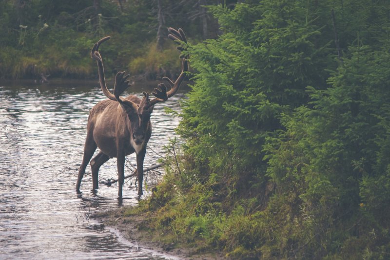 全球暖化，氣候變遷，聖誕老人，馴鹿，雪橇。（圖/Thomas_Lefebvre@unsplash）