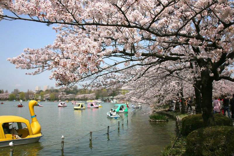 (圖/Kabacchi@Flickr) (圖/Kabacchi@Flickr)