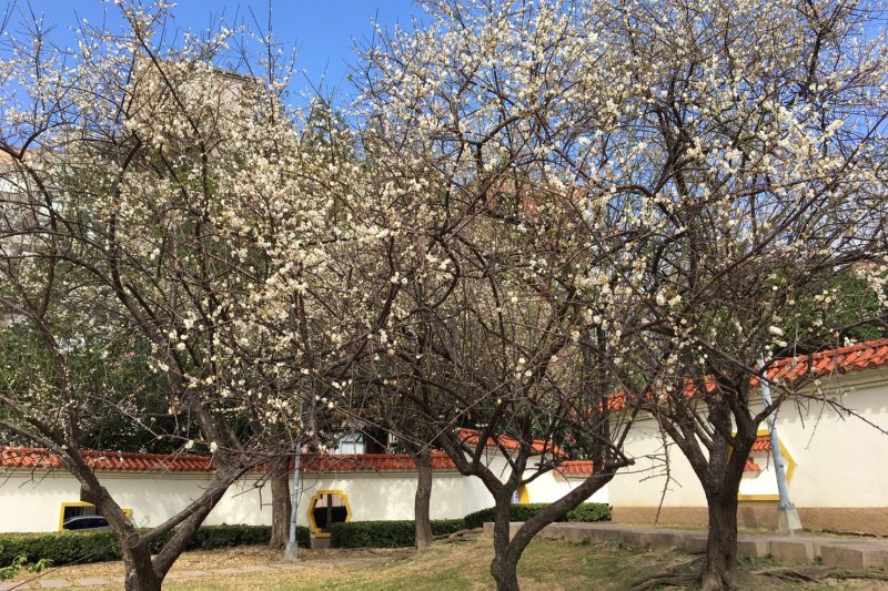 士林官邸春節花卉展，志成公園的梅花也迎著寒風靜靜地開出美麗的花朵（北市府）