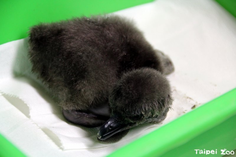 20170224-搶護新生兒忘餵食 黑腳企鵝寶寶無奈餓肚險過輕（臺北市立動物園提供）