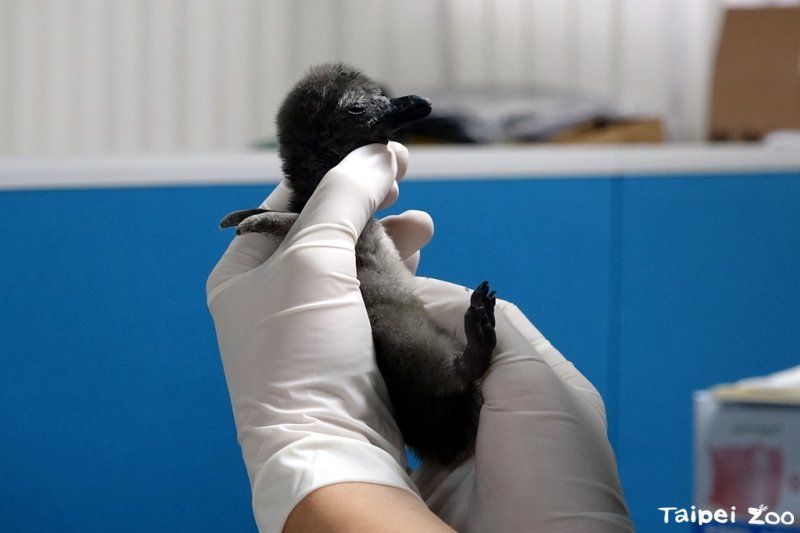20170224-搶護新生兒忘餵食 黑腳企鵝寶寶無奈餓肚險過輕（臺北市立動物園提供）