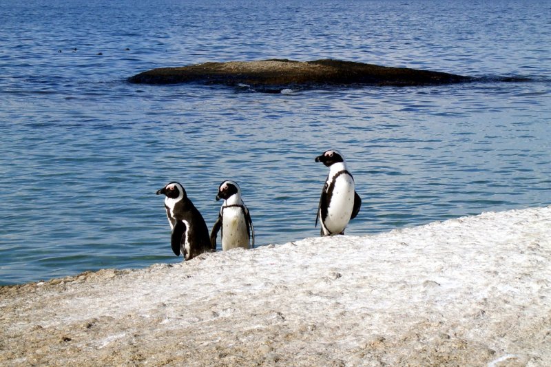 黑腳企鵝（Salimfadhley@Wikipedia / CC BY-SA 3.0）