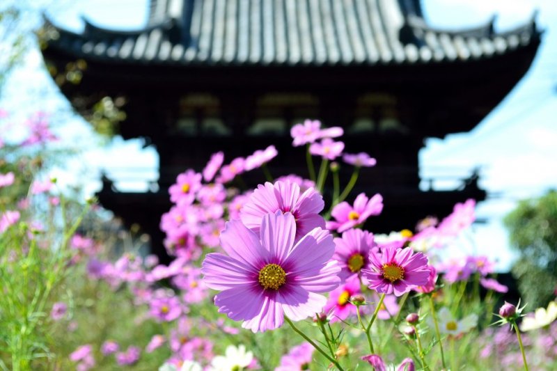 般若寺(奈良)2(圖/FASTJAPAN提供) 般若寺(奈良)2(圖/FASTJAPAN提供)